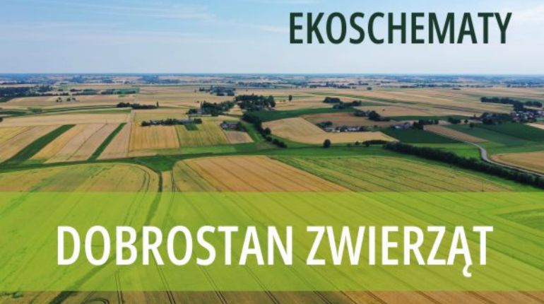 Ekoschemat „Dobrostan zwierząt”. Dodatkowe pieniądze dla hodowców bydła z QMP – tylko do 16 czerwca!